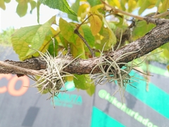 Tillandsia recurvata