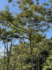 Alphitonia zizyphoides