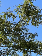 Alphitonia zizyphoides