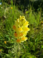 Linaria vulgaris