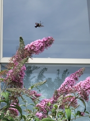 Hemaris thysbe