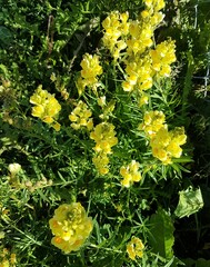 Linaria vulgaris