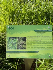 Alphitonia zizyphoides