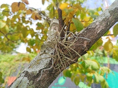 Tillandsia recurvata