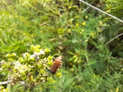 Rhagonycha fulva