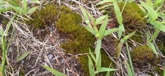 Dicranum flagellare