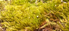 Dicranum flagellare