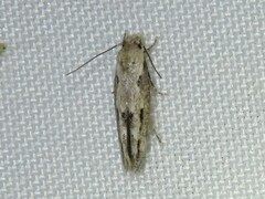 Mompha brevivittella