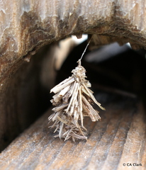 Brachycyttarus griseus