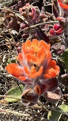 Castilleja mendocinensis