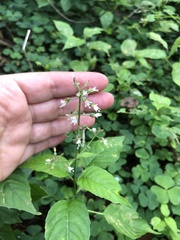 Circaea canadensis quadrisulcata