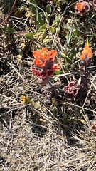 Castilleja mendocinensis