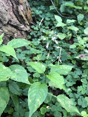 Circaea canadensis quadrisulcata