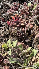 Castilleja mendocinensis