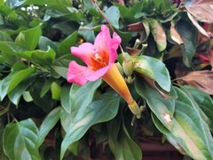Bignonieae