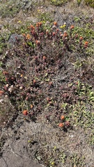 Castilleja mendocinensis