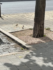 Passer domesticus