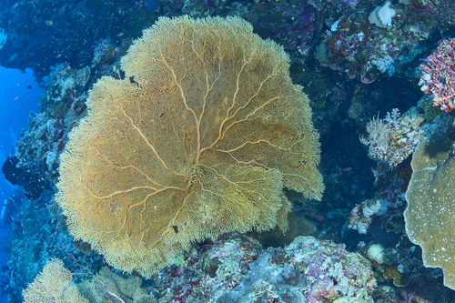Gorgonian Sea Fan
