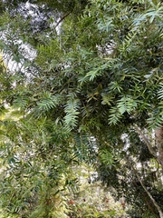 Agathis lanceolata
