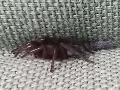 Scotophaeus