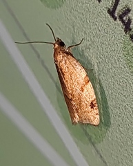 Paramesia gnomana
