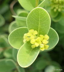 Wikstroemia uva-ursi