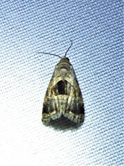 Tripudia rectangula