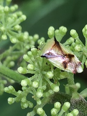 Elasmostethus atricornis