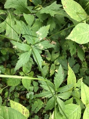 Sanicula uralensis