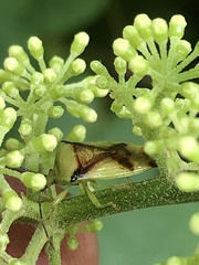 Elasmostethus atricornis