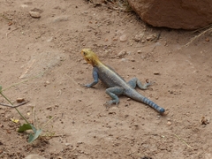 Agama lionotus