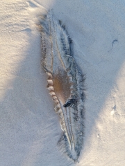 Callorhinchus capensis