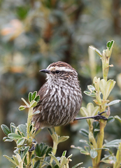 Leptasthenura andicola