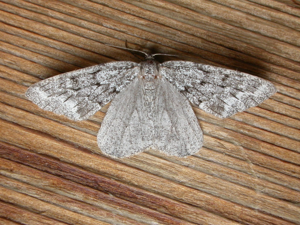 Hoary Conifer Looper