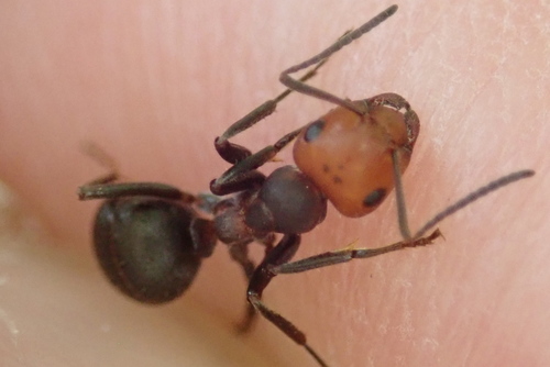 Western Thatching Ant photo 5