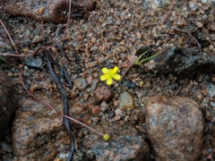 Ranunculus flammula filiformis