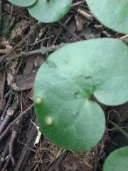 Puccinia asarina