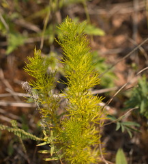 Adonis vernalis