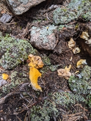 Cantharellus roseocanus