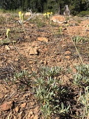 Eriogonum congdonii