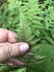 Athyrium filix-femina