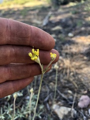 Eriogonum congdonii