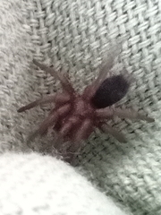 Scotophaeus