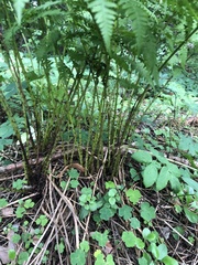 Athyrium filix-femina