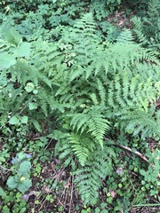 Athyrium filix-femina