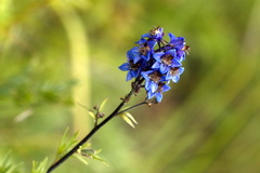 Delphinium cuneatum
