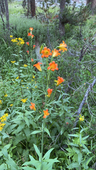 Lilium parvum