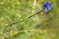 Delphinium cuneatum