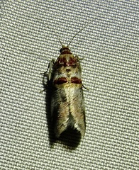 Acrobasis blanchardorum