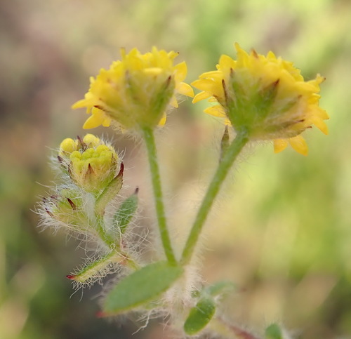 Image of Hippia simplicior by (c) Nicola van Berkel, some rights reserved (CC BY-SA)
